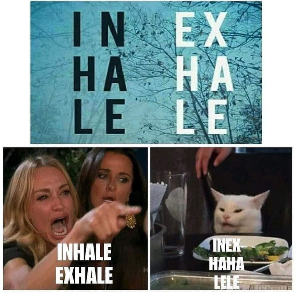 inhale exhale - woman yelling at a cat
