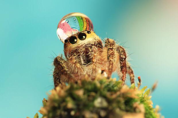 jumping spider water hat