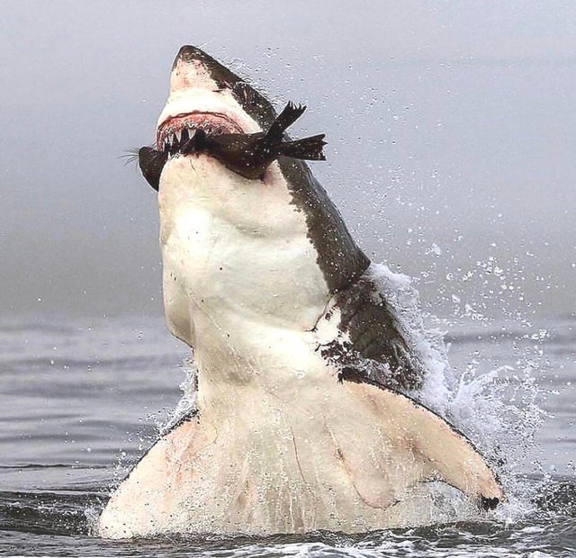 great white shark attack seal