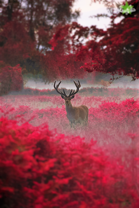 deer in a field of flowers