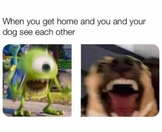 wholesome meme - kachowski meme - When you get home and you and your dog see each other
