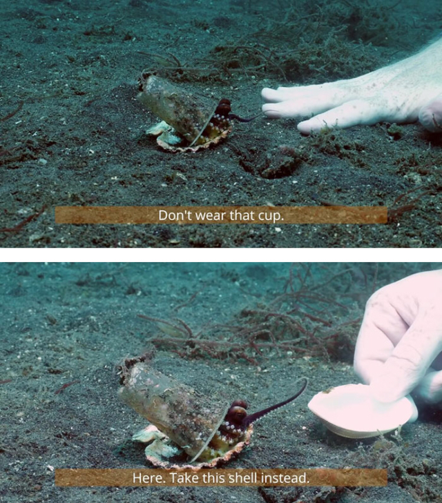 wholesome meme - wildlife - Don't wear that cup. Here. Take this shell instead.