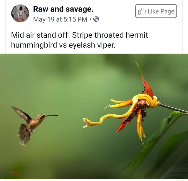eye lash pit viper - Raw and savage. Page May 19 at Mid air stand off. Stripe throated hermit hummingbird vs eyelash viper.