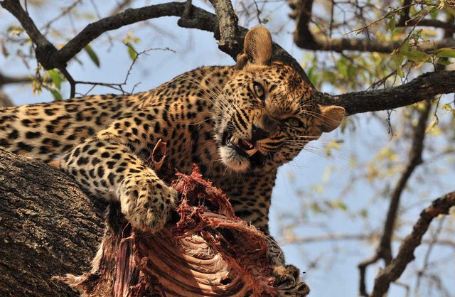 leopard eating prey