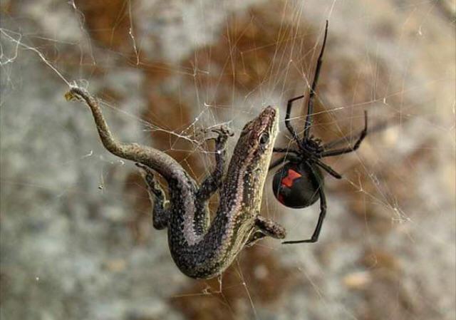 deadliest spiders in the world