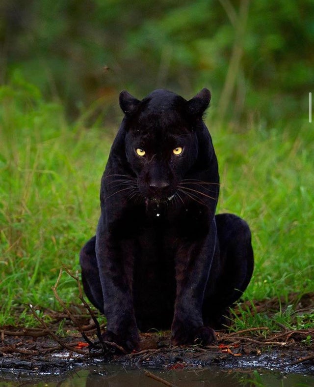black panther stare