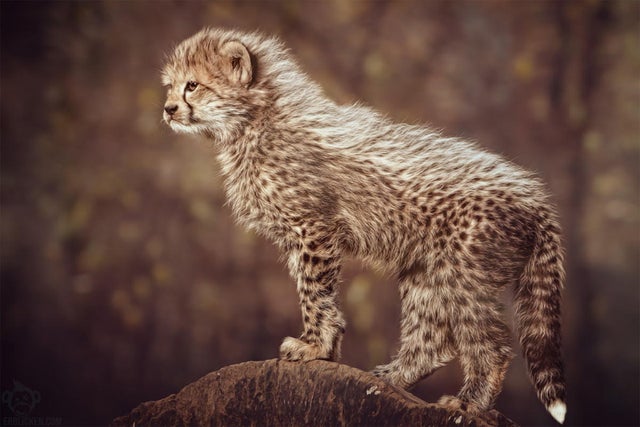 cheetah cub photography