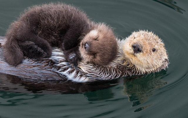 baby sea otter and mom