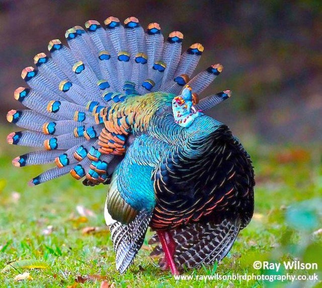yucatan turkey - Ray Wilson