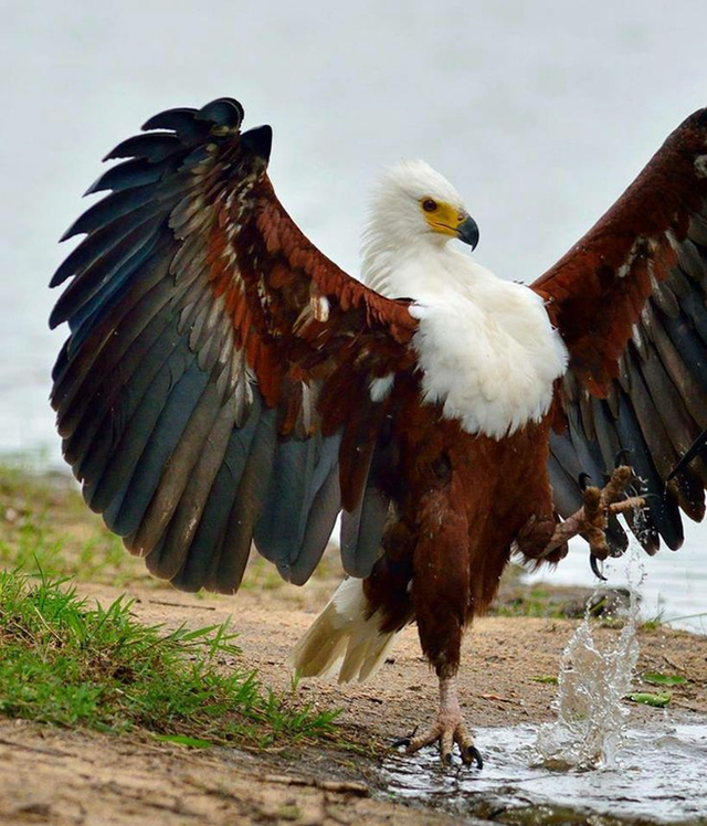 fabulous eagle
