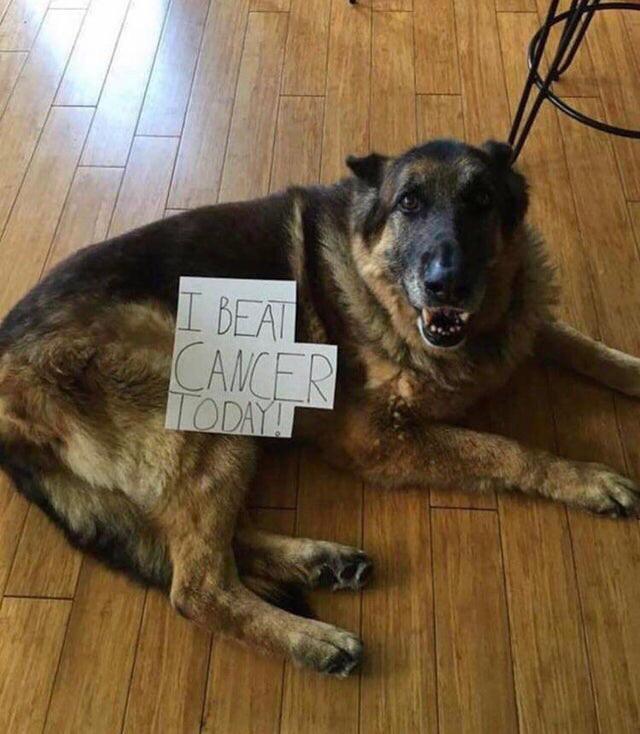 dog beat cancer