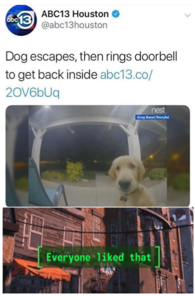 everyone liked that meme - ABC13 Houston Dog escapes, then rings doorbell to get back inside abc13.co 2016bUq Everyone d that