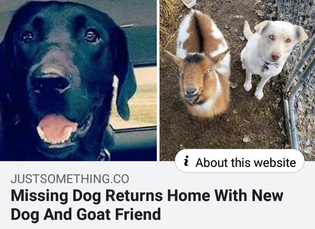 missing dog returns home with goat - i About this website Justsomething.Co Missing Dog Returns Home With New Dog And Goat Friend