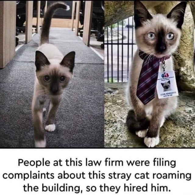 law firm hires stray cat - People at this law firm were filing complaints about this stray cat roaming the building, so they hired him.