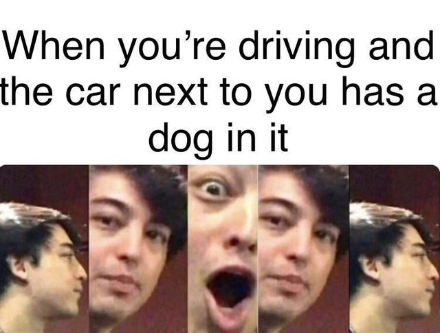 post nut clarity meme - When you're driving and the car next to you has a dog in it