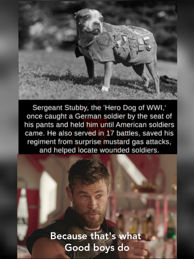 sgt stubby ww1 dog - Sergeant Stubby, the "Hero Dog of Wwi,' once caught a German soldier by the seat of his pants and held him until American soldiers came. He also served in 17 battles, saved his regiment from surprise mustard gas attacks, and helped lo