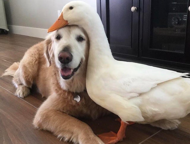 dog with duck