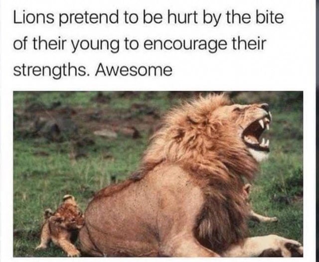 did the lion tell you that meme - Lions pretend to be hurt by the bite of their young to encourage their strengths. Awesome