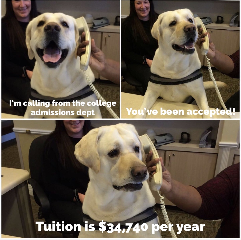 dog phone meme - I'm calling from the college admissions dept You've been accepted! Tuition is $34,740 per year