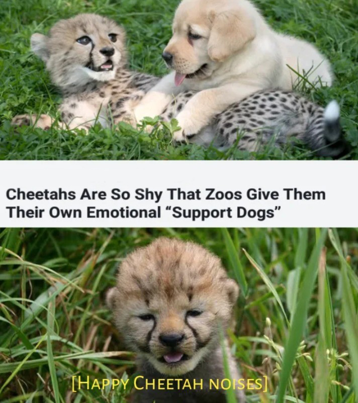 happy cheetah noises - Cheetahs Are So Shy That Zoos Give Them Their Own Emotional "Support Dogs" Happy Cheetah Noises