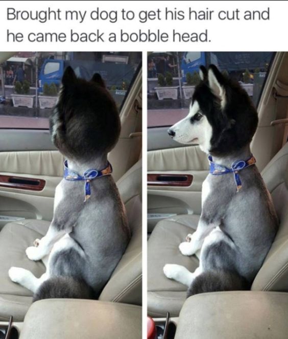 funny shaved husky - Brought my dog to get his hair cut and he came back a bobble head.