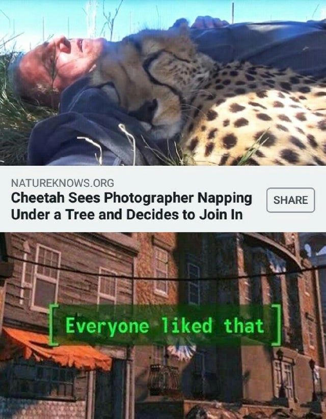 best meme - everyone liked that meme - Natureknows.Org Cheetah Sees Photographer Napping Under a Tree and Decides to Join In Everyone d that