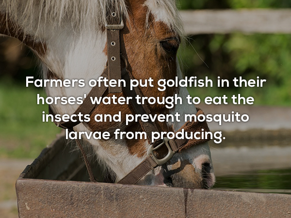 Farmers often put goldfish in their horses' water trough to eat the insects and prevent mosquito larvae from producing.