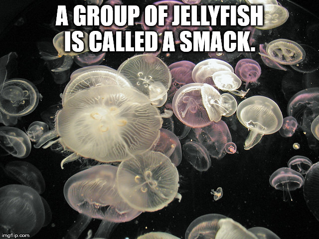 smack of jellyfish - A Group Of Jellyfish Is Called A Smack. imgflip.com