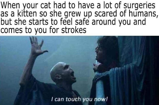best wholesome meme - voldemort harry potter - When your cat had to have a lot of surgeries as a kitten so she grew up scared of humans, but she starts to feel safe around you and comes to you for strokes I can touch you now!