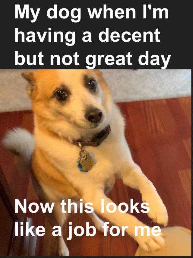 best wholesome meme - brasserie midi station - My dog when I'm having a decent but not great day Now this looks a job for me