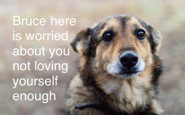 best wholesome meme - crying dog - Bruce here is worried about you not loving yourself enough