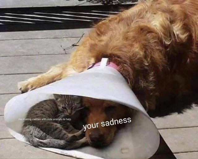 best wholesome meme - me making memes with cute animals to help your sadness