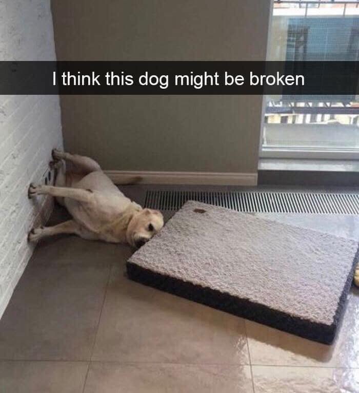 broken funny - I think this dog might be broken