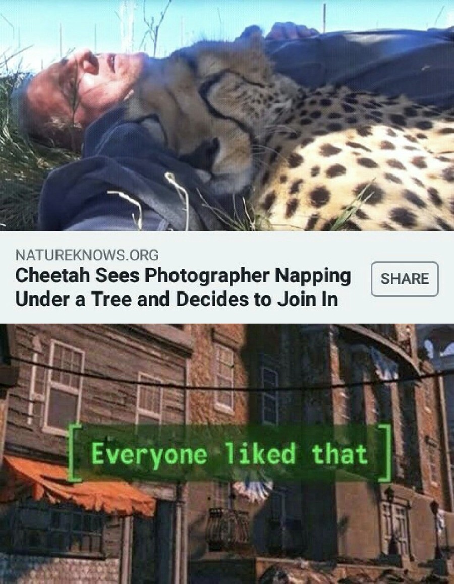 everyone liked that meme - Natureknows.Org Cheetah Sees Photographer Napping Under a Tree and Decides to Join In Everyone d that