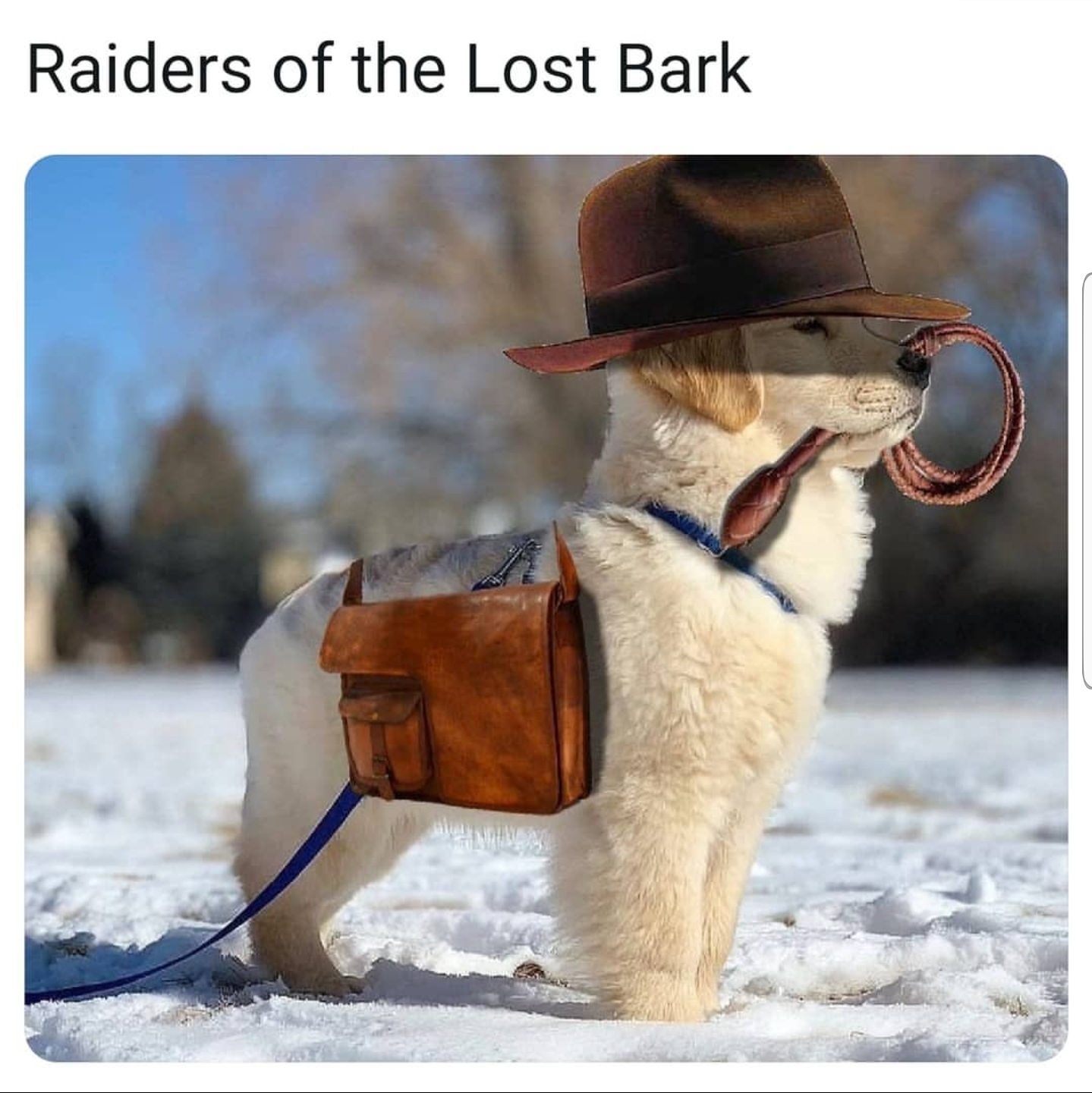 wholesome memes - Raiders of the Lost Bark