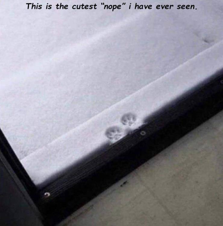 cutest nope ever meme - This is the cutest "nope" i have ever seen.