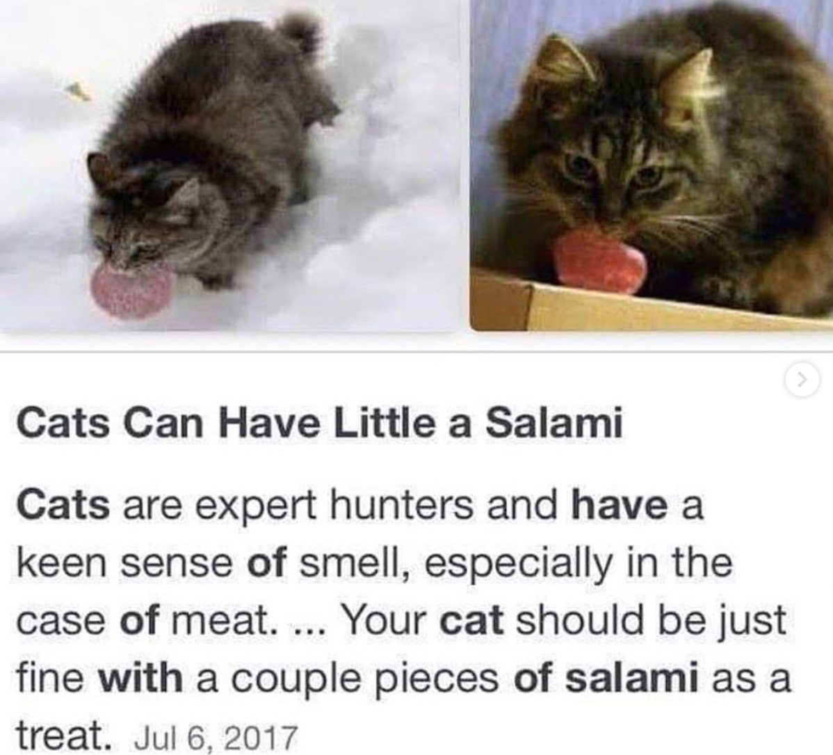 meme - Cats Can Have Little a Salami Cats are expert hunters and have a keen sense of smell, especially in the case of meat. ... Your cat should be just fine with a couple pieces of salami as a treat.