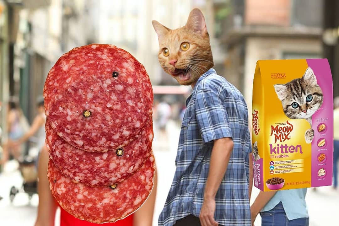meme - cats can have a little salami - distracted boyfriend