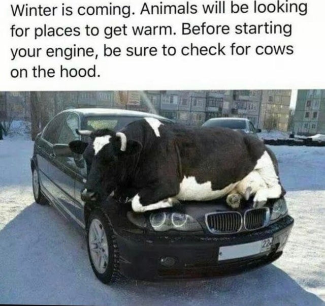 best-meme-ever-cold weather cow car - Winter is coming. Animals will be looking for places to get warm. Before starting your engine, be sure to check for cows on the hood.