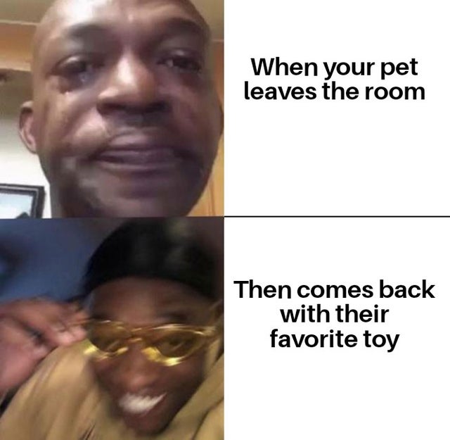 When your pet leaves the room Then comes back with their favorite toy
