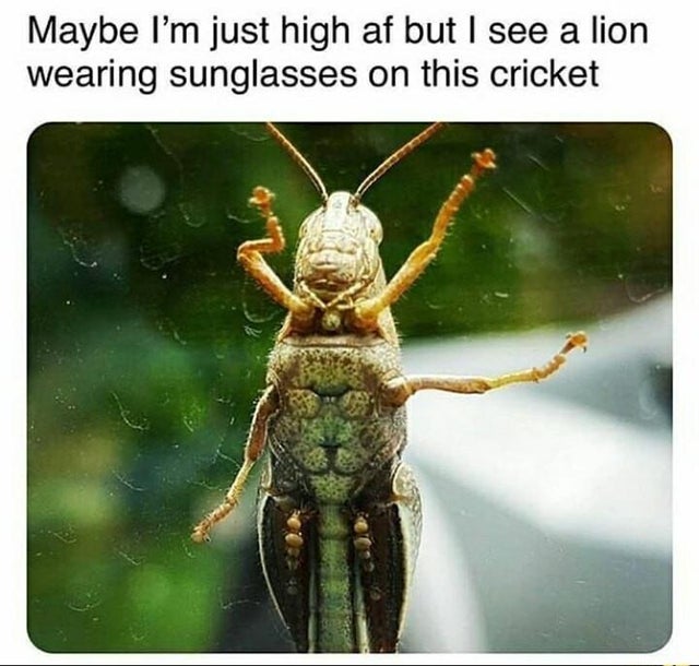 dank meme - Maybe I'm just high af but I see a lion wearing sunglasses on this cricket
