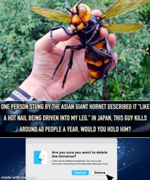 dank meme - asian giant hornet - One Person Stung By The Asian Giant Hornet Described It " A Hot Nail Being Driven Into My Leg." In Japan, This Guy Kills Around 40 People A Year. Would You Hold Him? Are you sure you want to delete the Universe? Cancel Del