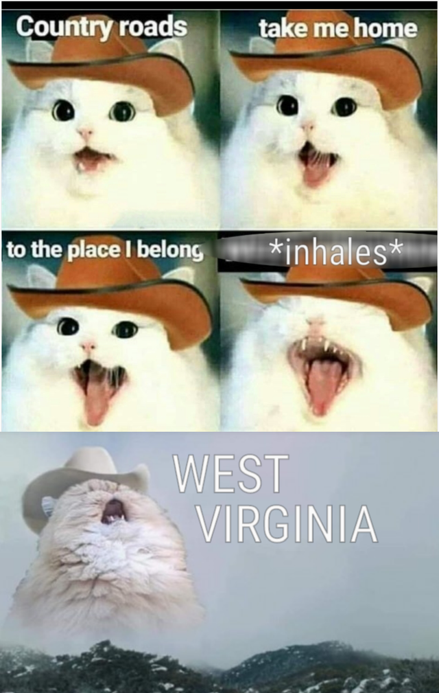 dank meme - country roads take me home cat meme - Country roads take me home to the place I belong inhales West Virginia