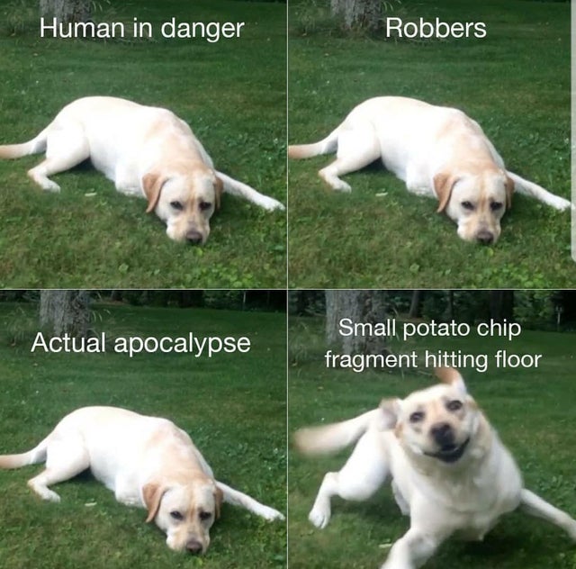 dank meme - labrador retriever - Human in danger Robbers Actual apocalypse Small potato chip fragment hitting floor