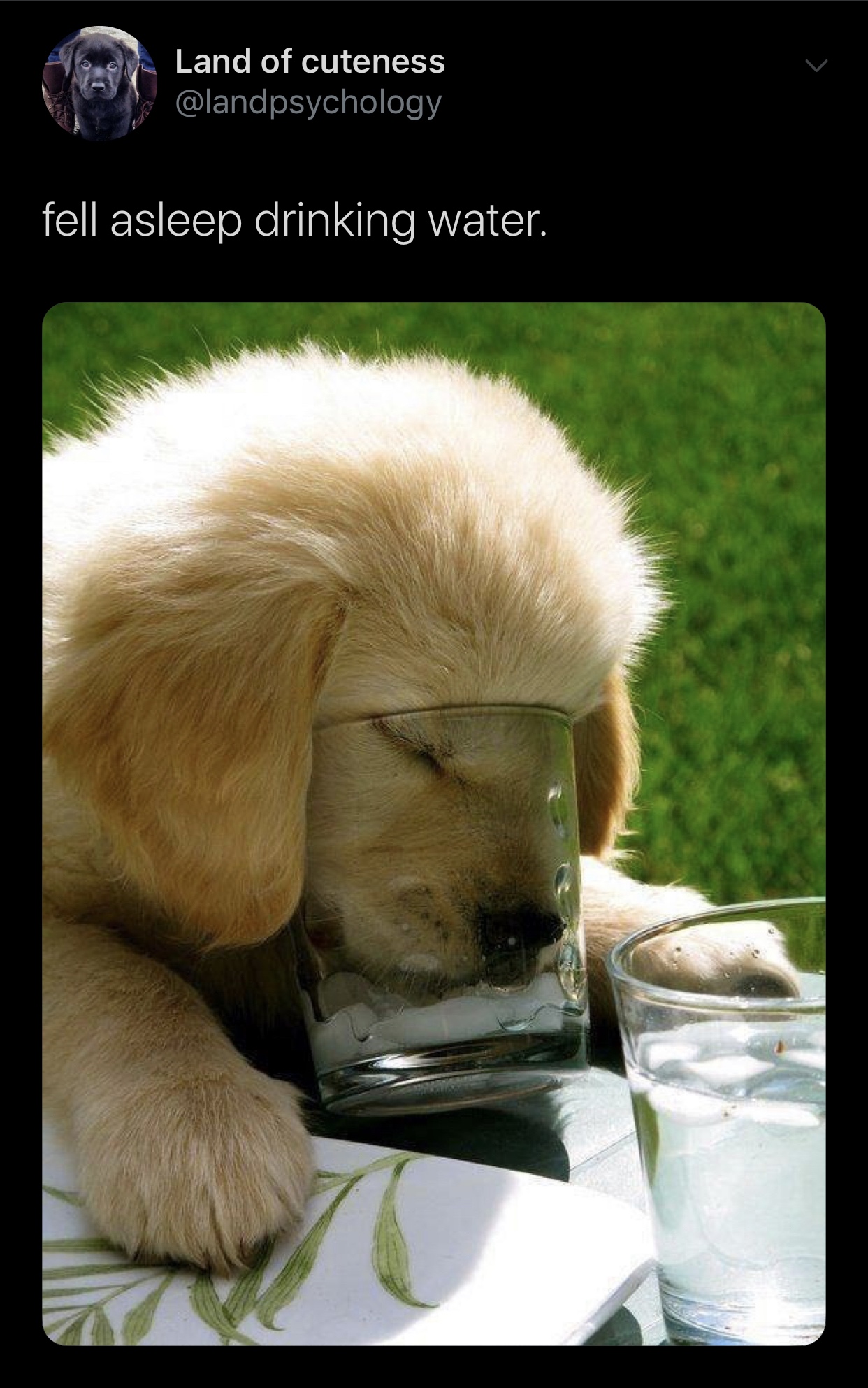 meme - thirsty puppy - Land of cuteness fell asleep drinking water.