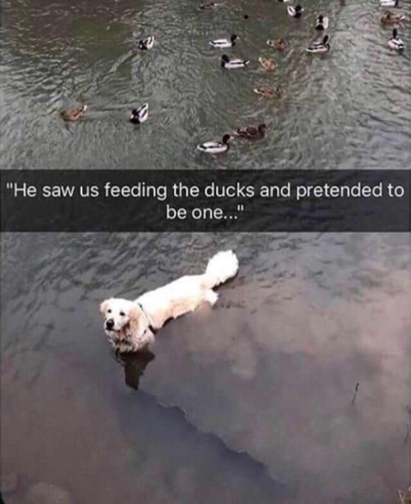 feeding ducks meme - "He saw us feeding the ducks and pretended to be one..."