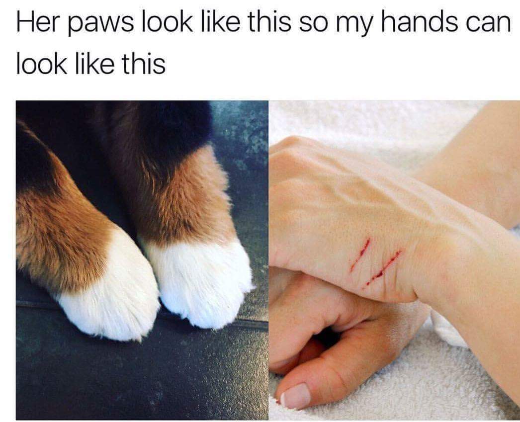 her hands look like this meme - Her paws look this so my hands can look this