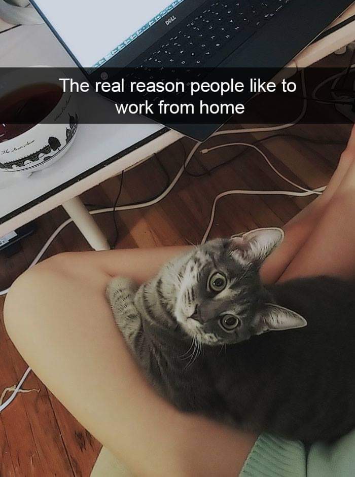photo caption - Doll The real reason people to work from home . ..