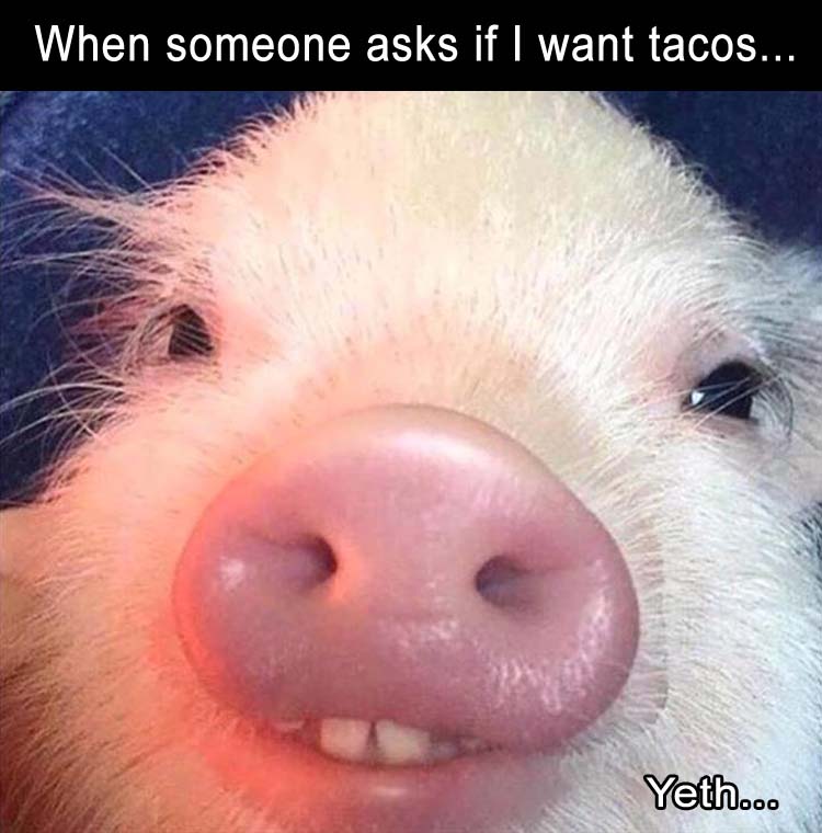 super funny - When someone asks if I want tacos... Yeth...