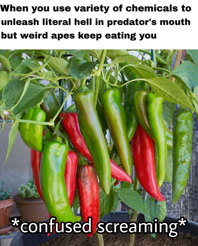 dank - hot pepper plant - When you use variety of chemicals to unleash literal hell in predator's mouth but weird apes keep eating you confused screaming
